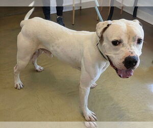 American Bulldog-Unknown Mix Dogs for adoption in phoenix, AZ, USA