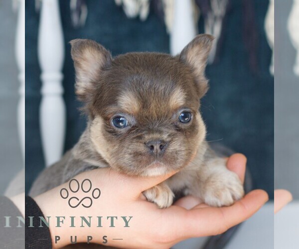 Medium Photo #3 French Bulldog Puppy For Sale in GORDONVILLE, PA, USA