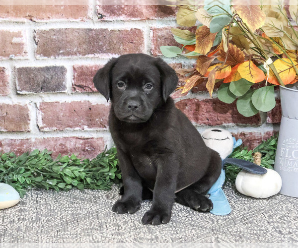 Medium Photo #2 Labrador Retriever Puppy For Sale in SYRACUSE, IN, USA