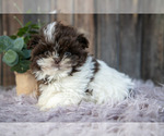 Small Shih Tzu