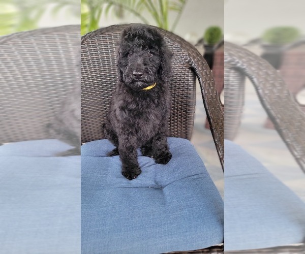 Medium Photo #10 Labradoodle Puppy For Sale in WINTER GARDEN, FL, USA