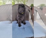 Small #9 Labradoodle