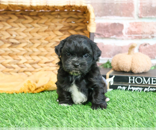 Medium Photo #8 ShihPoo Puppy For Sale in SYRACUSE, IN, USA