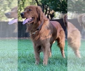 Father of the Golden Retriever puppies born on 09/25/2025