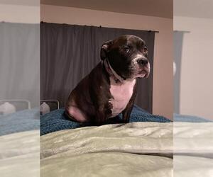 American Staffordshire Terrier Dogs for adoption in San Antonio, TX, USA