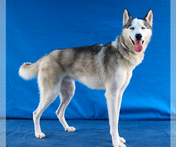 Medium Photo #2 Siberian Husky Puppy For Sale in Pasadena, CA, USA