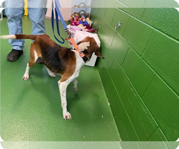 Medium Photo #9 Mutt Puppy For Sale in Rustburg, VA, USA