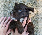 Small #6 F2 Aussiedoodle