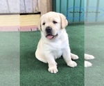 Small Photo #3 Labrador Retriever Puppy For Sale in SATELLITE BEACH, FL, USA