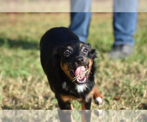 Miniature Australian Shepherd Puppy for sale in PALM COAST, FL, USA
