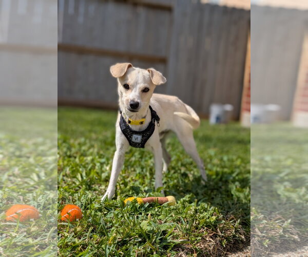 Medium Photo #3 Chihuahua-Unknown Mix Puppy For Sale in Missouri City, TX, USA