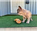 Small #8 French Bulldog