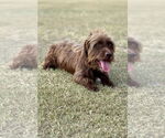 Small #2 Dachshund Mix