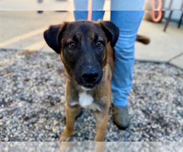 Medium Photo #1 Mutt Puppy For Sale in Santa Rosa, CA, USA