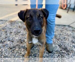 Mutt Dogs for adoption in Santa Rosa, CA, USA