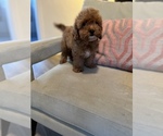 Small Photo #9 Cavapoo Puppy For Sale in LAS VEGAS, NV, USA