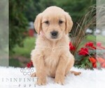 Small Golden Retriever
