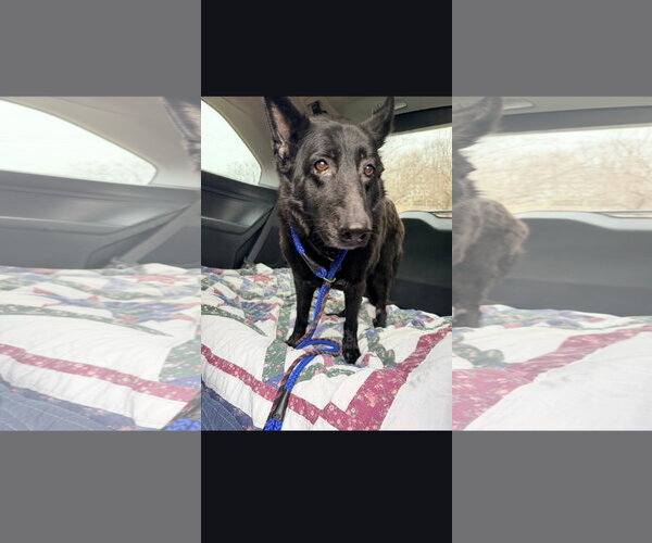 Medium Photo #4 German Shepherd Dog Puppy For Sale in Centreville, VA, USA