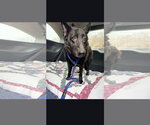 Small #3 German Shepherd Dog