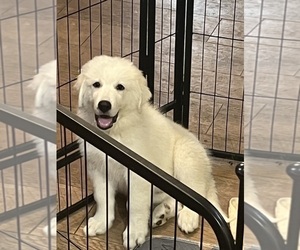 Great Pyrenees Puppy for sale in BAKERSFIELD, CA, USA