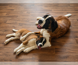 Mother of the Saint Bernard puppies born on 03/29/2026