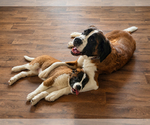 Small Photo #1 Saint Bernard Puppy For Sale in REEDSBURG, WI, USA