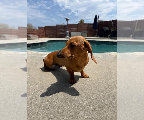 Medium Photo #3 Dachshund Puppy For Sale in Hesperia, CA, USA