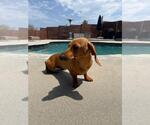 Small #2 Dachshund