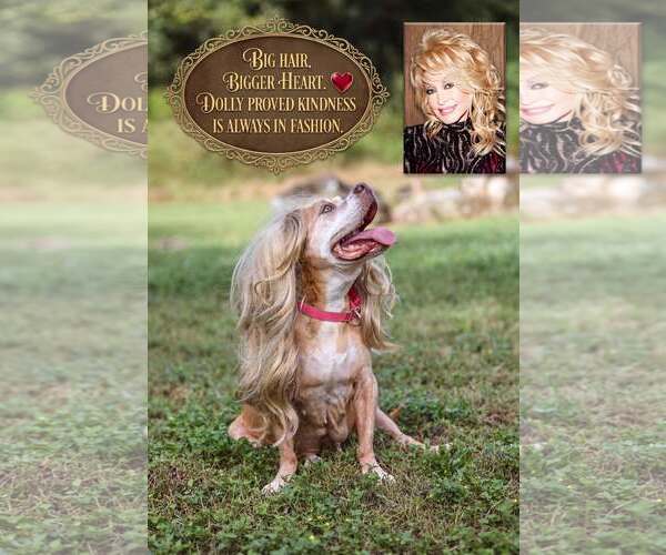 Medium Photo #6 Mutt Puppy For Sale in  Gainesville, FL, USA