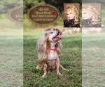 Small Photo #6 Mutt Puppy For Sale in  Gainesville, FL, USA