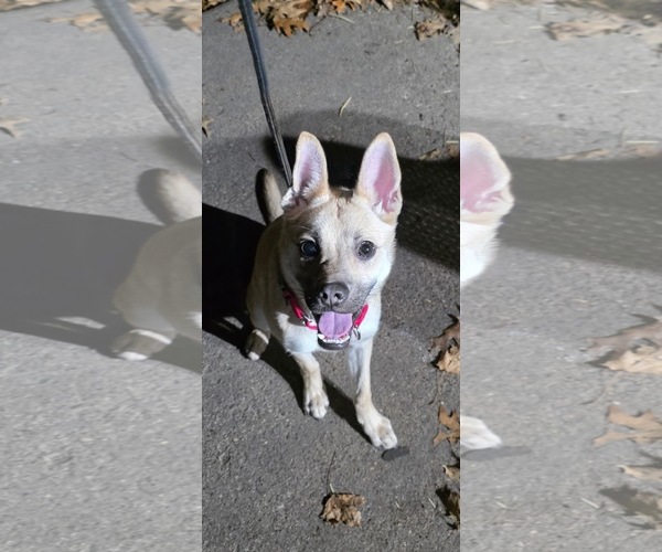 Medium Photo #7 Pug-Unknown Mix Puppy For Sale in Princeton, MN, USA