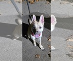 Small Photo #7 Pug-Unknown Mix Puppy For Sale in Princeton, MN, USA