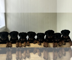 Rottweiler Puppy for sale in BASSETT, VA, USA