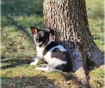 Small Photo #1 Chihuahua Puppy For Sale in MOUNT AIRY, NC, USA