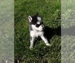 Small Photo #4 German Shepherd Dog-Siberian Husky Mix Puppy For Sale in NEOSHO, MO, USA