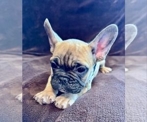 French Bulldog Puppy for sale in BROOKLYN, CT, USA