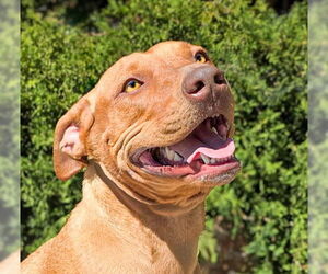 American Staffordshire Terrier Dogs for adoption in Albuquerque, NM, USA