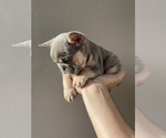 Puppy 3 French Bulldog