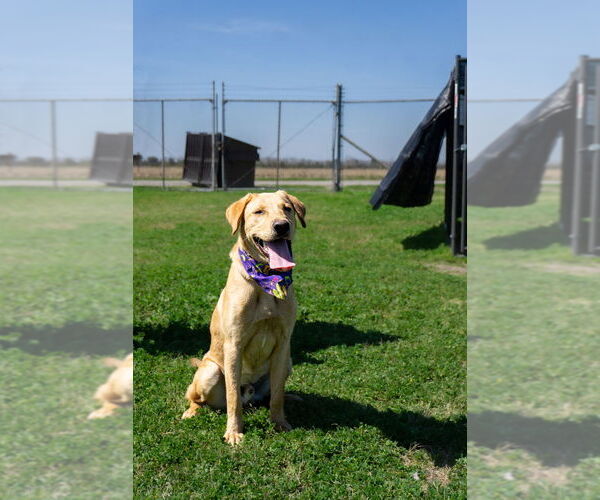 Medium Photo #2 Labrador Retriever-Unknown Mix Puppy For Sale in Abbeville, LA, USA
