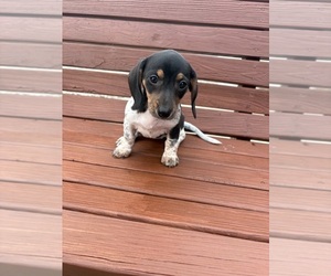 Dachshund Puppy for sale in WILLARD, OH, USA