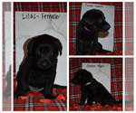 Small Photo #3 Shepradors Puppy For Sale in MARYSVILLE, OH, USA