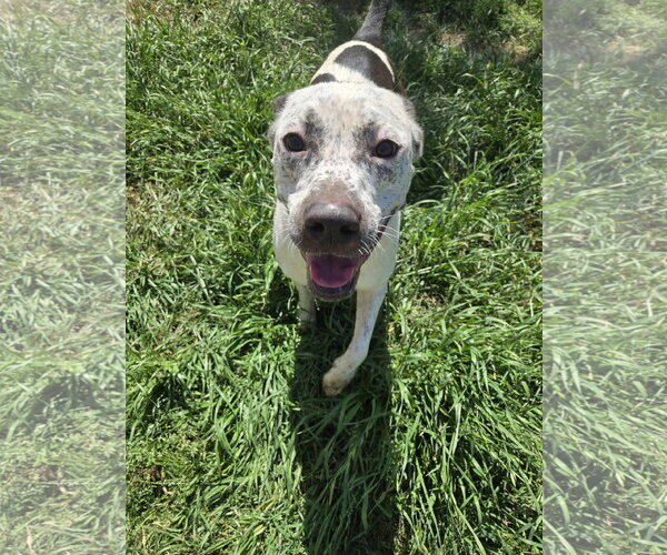 Medium Photo #2 American Pit Bull Terrier-Unknown Mix Puppy For Sale in Jackson, MS, USA
