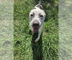Ripley - Female American Pit Bull Terrier-Unknown Mix Dog for Adoption - Photo #2