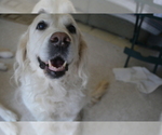 Puppy 1 English Cream Golden Retriever