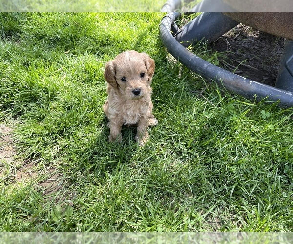 Medium Photo #4 Cavapoo Puppy For Sale in CONCORD, IN, USA