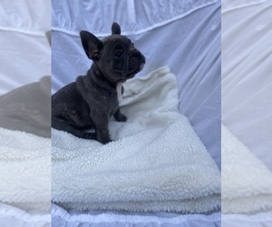 French Bulldog Puppy for sale in PERRIS, CA, USA
