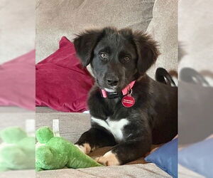 Border Collie-Unknown Mix Dogs for adoption in Genesee, WI, USA