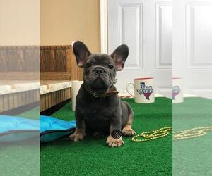 French Bulldog Puppy for sale in HOUSTON, TX, USA