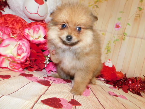 Medium Photo #5 Yoranian Puppy For Sale in HAMMOND, IN, USA