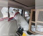 Small #21 American Bulldog-Labrador Retriever Mix
